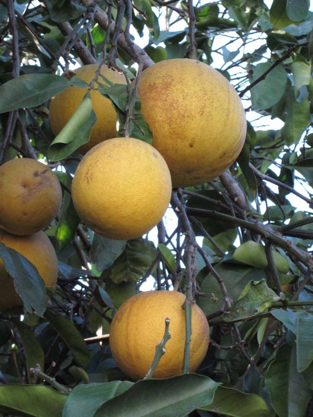              Fruit (Winter Haven, FL)       